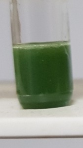 Qualis Oleum - Image 2