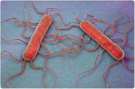 Monocyto-ID Listeria Scan